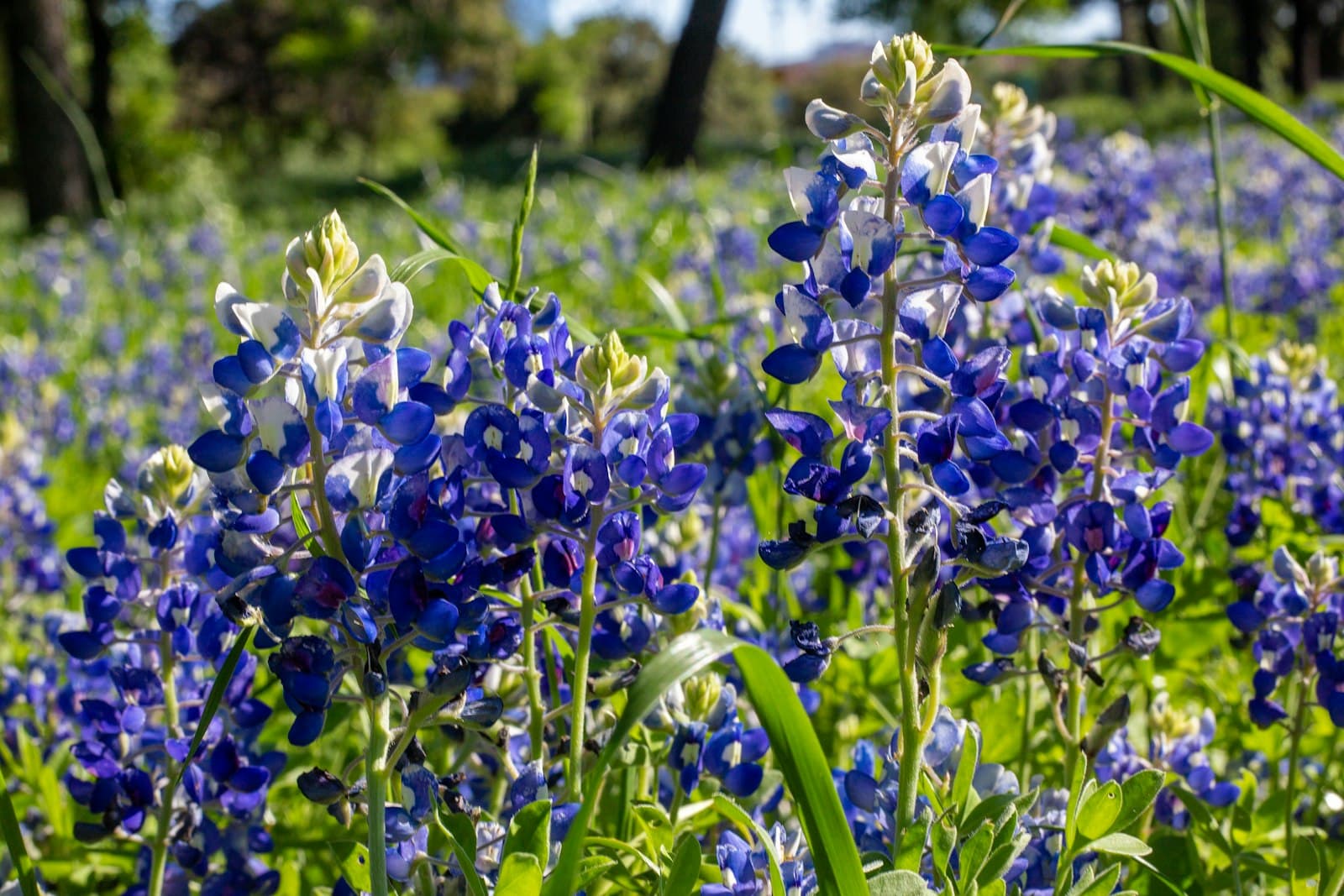 A field of bluebonnets in the Texas Hill Country